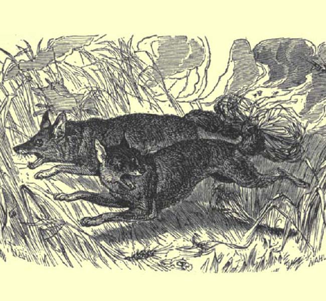 Judges Images - Samson and the 300 Foxes (engraving)