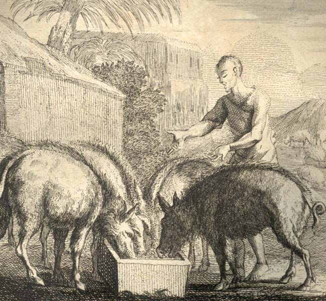 Luke Images - The Prodigal Son with the Pigs