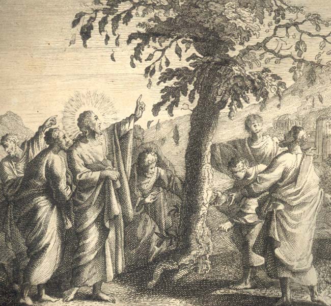 Matthew Images - Jesus Wilts the Fig Tree