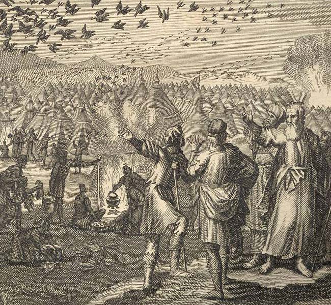 Numbers Images - God Sends Quail to the Israelites
