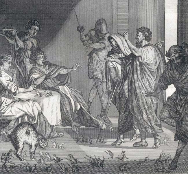 Exodus Images - Frogs