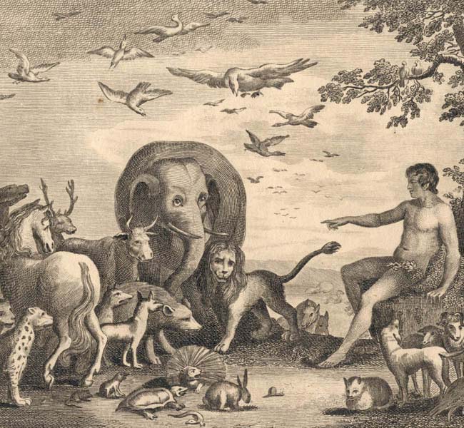 Genesis Images - Adam Naming the Animals