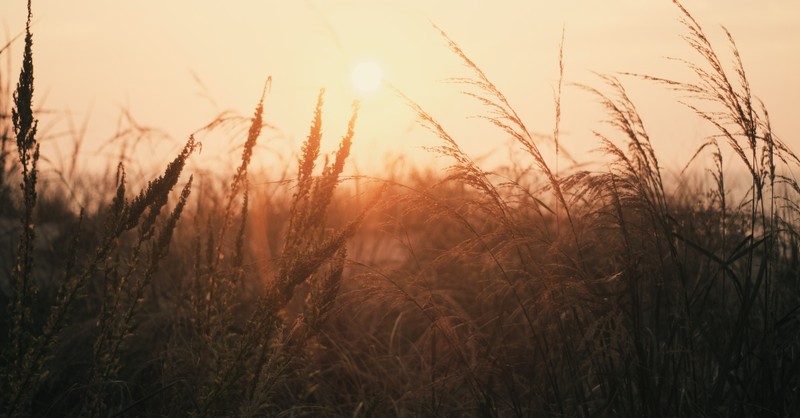 The Parable of the Sower 