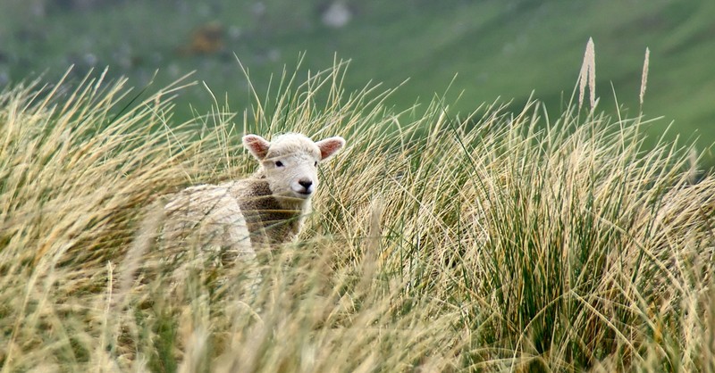 Parable of the Lost Sheep 